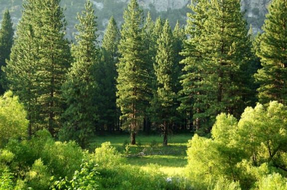 Re-Forest Environment at Encina Meadows Apartments, Goleta, California