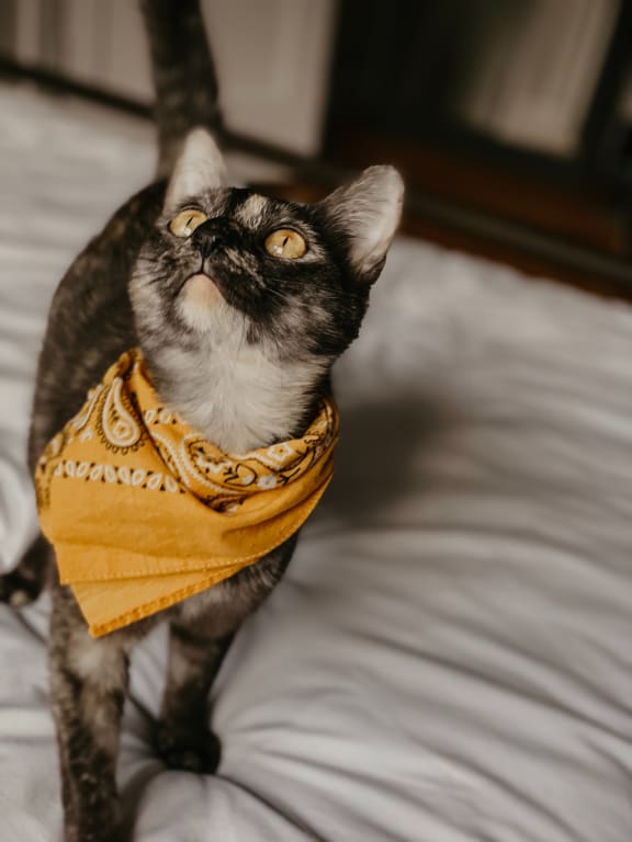 Pet Cat in Bed at Encina Meadows Apartments, Goleta, California