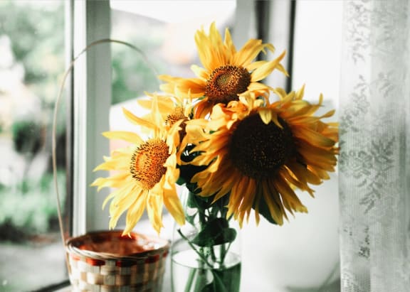 Flowers at Encina Meadows Apartments, Goleta, 93117