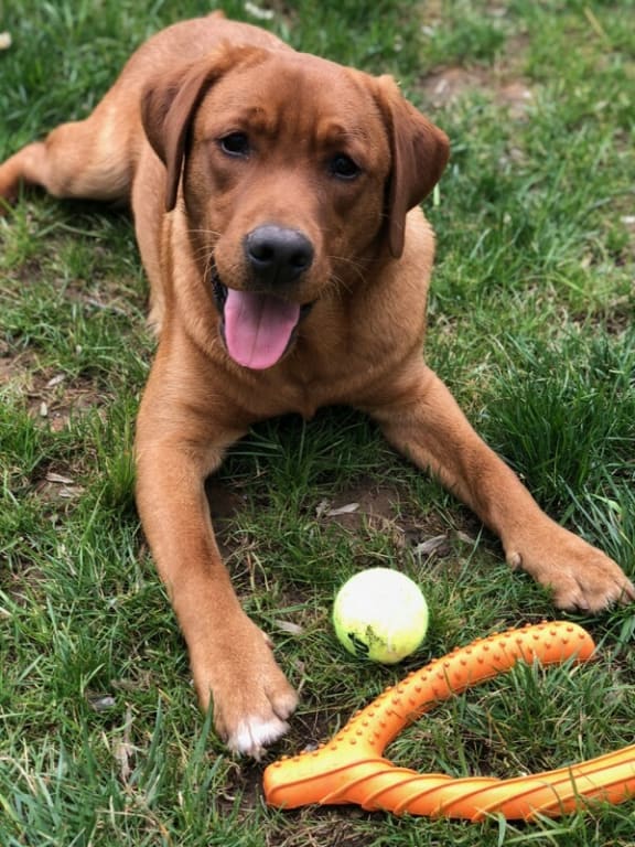 Dog Friendly at The Mount Royal, Maryland
