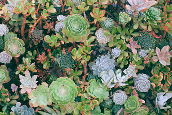 succulents at Sumida Gardens Apartments, California