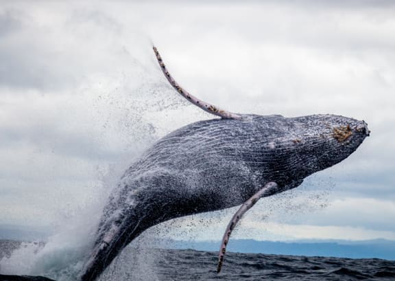 a whale breaches the water in the galápagos islands