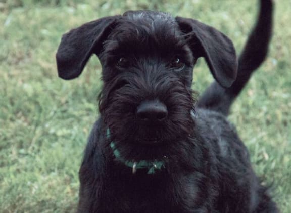 a black dog sitting on top of a lush green field