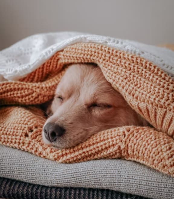 Dog Under Blanket at Sumida Gardens Apartments, Santa Barbara, CA, 93111