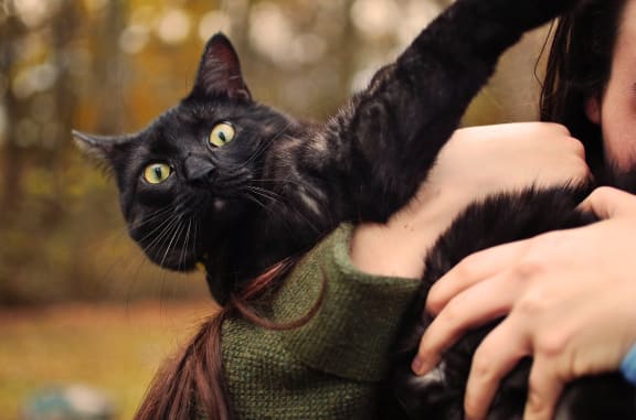 Cat Friendly at Sumida Gardens Apartments, Santa Barbara, California
