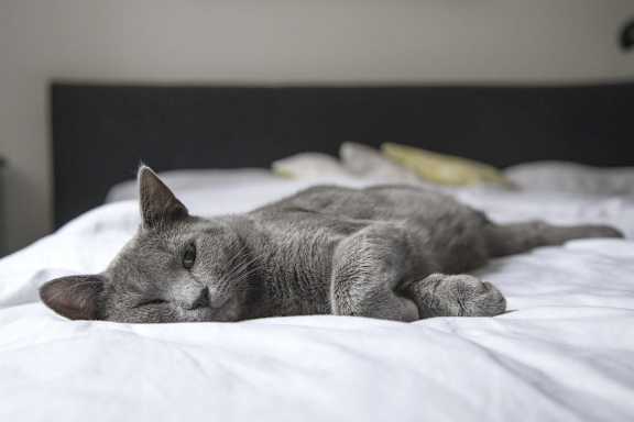 Cat Friendly at Sumida Gardens Apartments, Santa Barbara