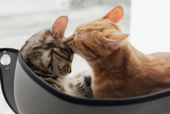 Pet Friendly at Sumida Gardens Apartments, Santa Barbara, CA, 93111