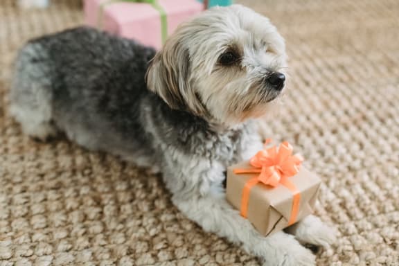 Pets at Sumida Gardens Apartments, California