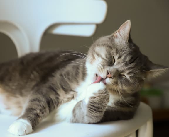 Lovely Cat at Sumida Gardens Apartments, Santa Barbara, California