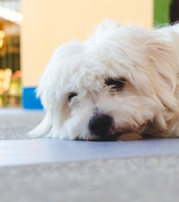 Sleeping Dog at Sumida Gardens Apartments, California, 93111