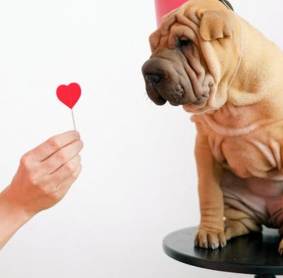 Dog Love at Sumida Gardens Apartments, California, 93111
