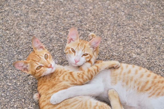 Cats at Sumida Gardens Apartments, Santa Barbara