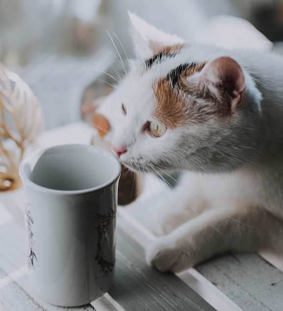 cat_coffee_cup at Sumida Gardens Apartments, Santa Barbara, CA, 93111