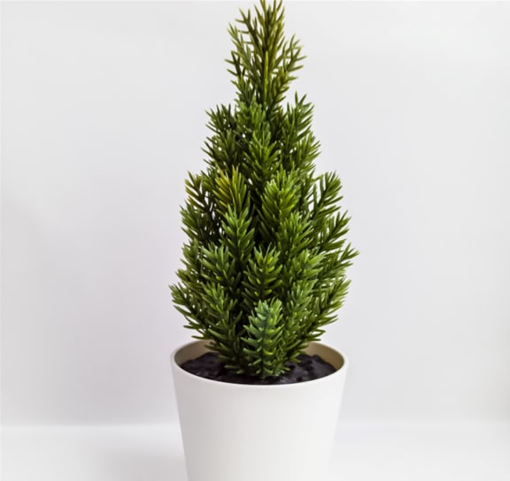 a small evergreen plant in a white pot