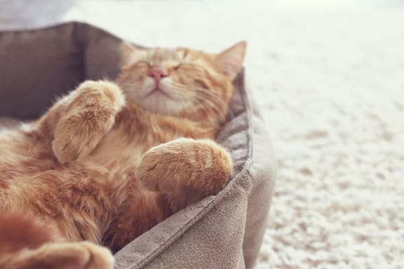 Cat Friendly at Oakview Apartments, Coram, NY