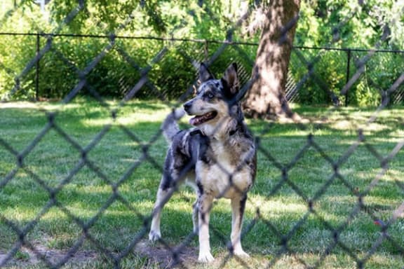 Burwick Farms pet friendly apartments
