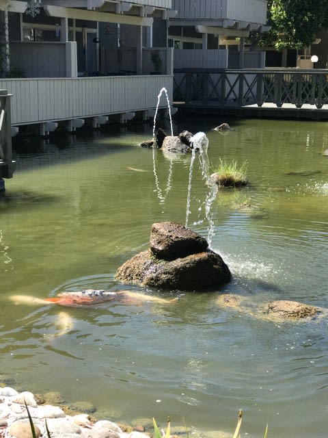 pond fountain w/ koi fish