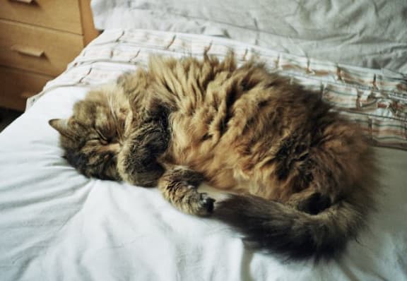 Cat sleep at Legends at Rancho Belago, Moreno Valley, California