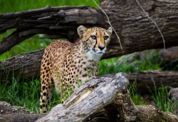 Cheetah at Legends at Rancho Belago, Moreno Valley, California