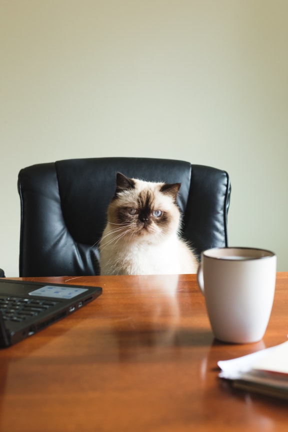 Cat sitting at Legends at Rancho Belago, California, 92553