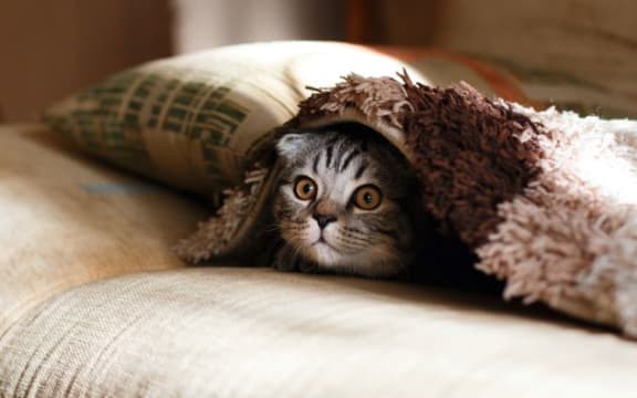 Cat under sheets at Legends at Rancho Belago, California