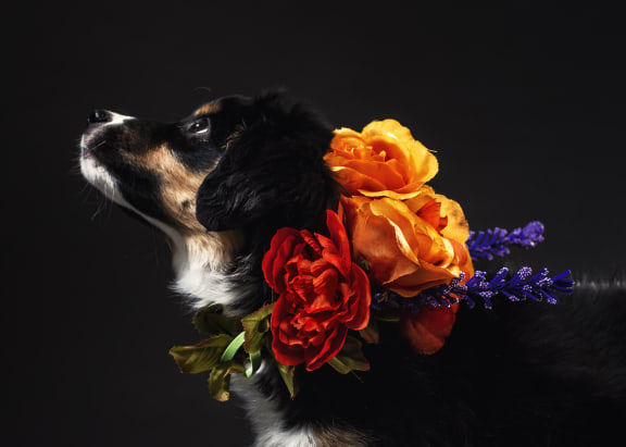 Pet and flowers at Legends at Rancho Belago, Moreno Valley, CA, 92553