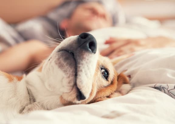 Dog love at Legends at Rancho Belago, Moreno Valley, CA, 92553
