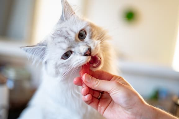 White cat at Legends at Rancho Belago, Moreno Valley, California