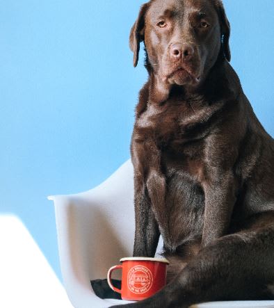 dog with coffee mug at Legends at Rancho Belago, California, 92553