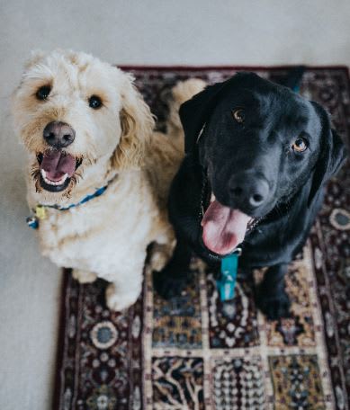 Dogs  at Legends at Rancho Belago, California
