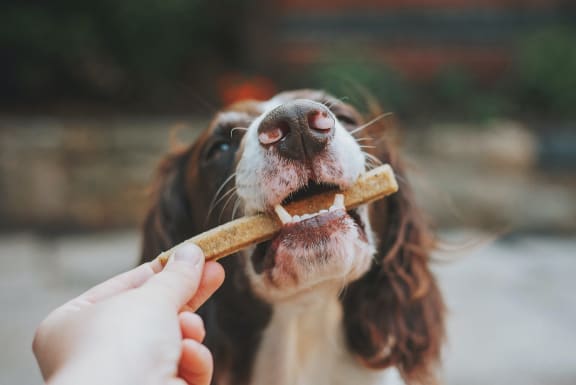 Dog treats3 at Legends at Rancho Belago, California, 92553