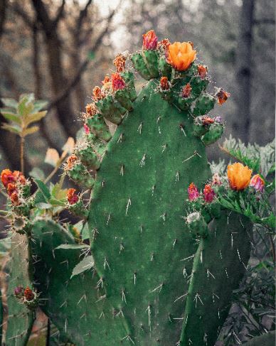 Cactus at Legends at Rancho Belago, Moreno Valley, CA, 92553