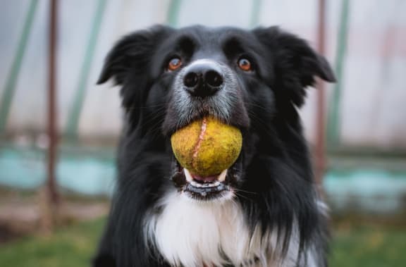 Play dog at Legends at Rancho Belago, Moreno Valley, CA
