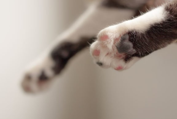 PAws at Legends at Rancho Belago, Moreno Valley, 92553