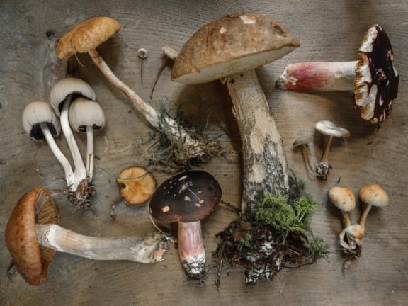 mushroom at Legends at Rancho Belago, Moreno Valley