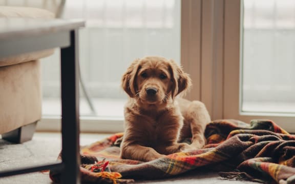 Pets at The Verandas, California, 91304