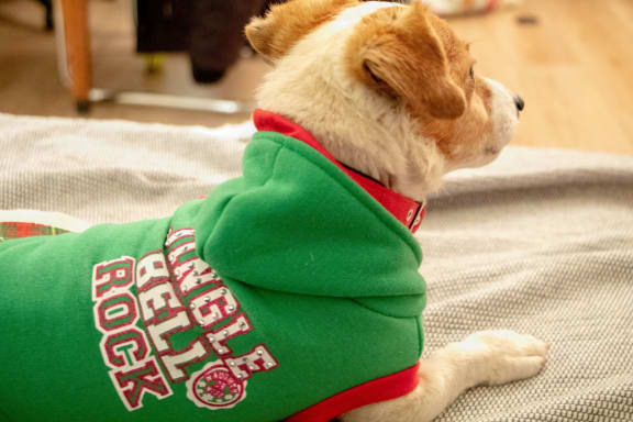 Christmas sweater at The Verandas, California, 91304