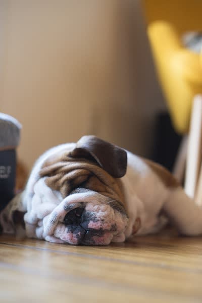 Pet Friendly at The Verandas, Canoga Park