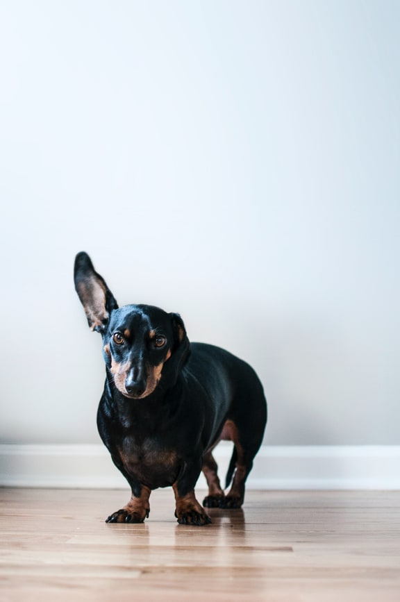 Pet-friendly at The Verandas, Canoga Park
