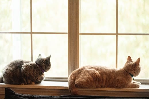 Pet Friendly at The Verandas, California, 91304