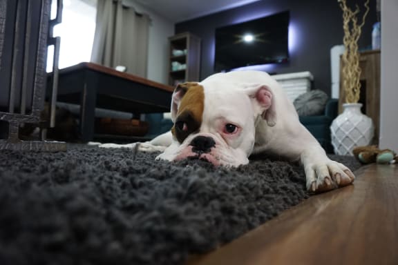 Pet Friendly at The Verandas, California, 91304