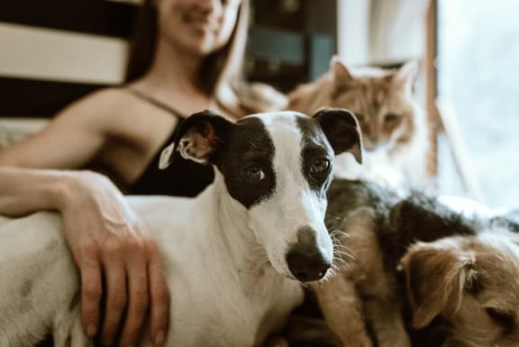 Pet Friendly at The Verandas, Canoga Park, CA