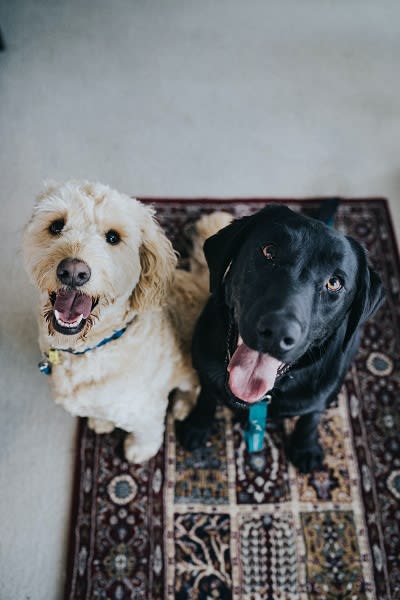 Pet Friendly at The Verandas, Canoga Park, 91304