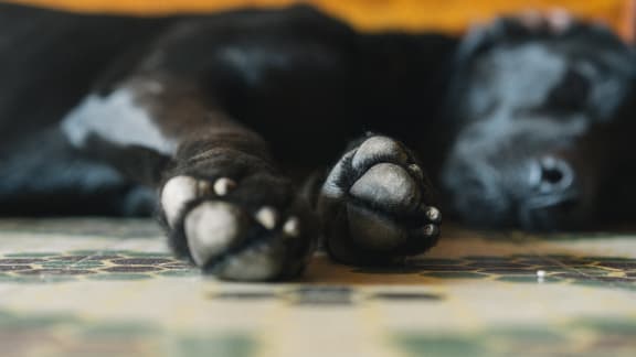 pet-friendly at The Verandas, Canoga Park