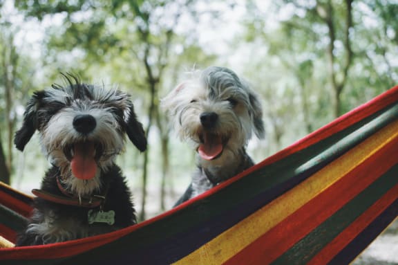 Pets at The Verandas, Canoga Park, 91304