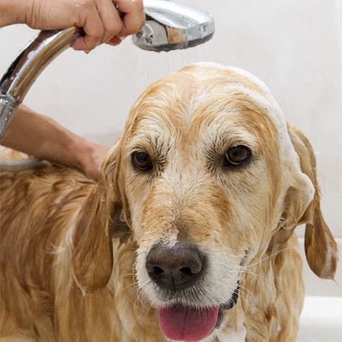 Dog getting bathed at Eden Commons, Chicago
