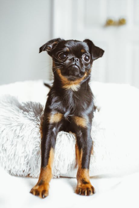 Pet at Rose Heights Apartments, North Carolina, 27613
