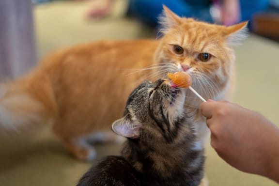 Cats at Rose Heights Apartments, Raleigh, 27613