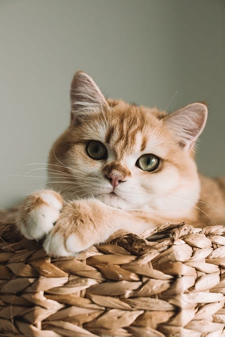 Cat at Rose Heights Apartments, Raleigh, NC