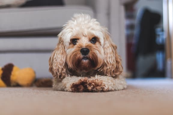 Puppy at Rose Heights Apartments, North Carolina
